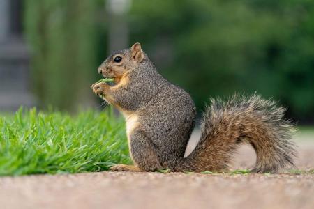 picture of a squirrel eating a nut